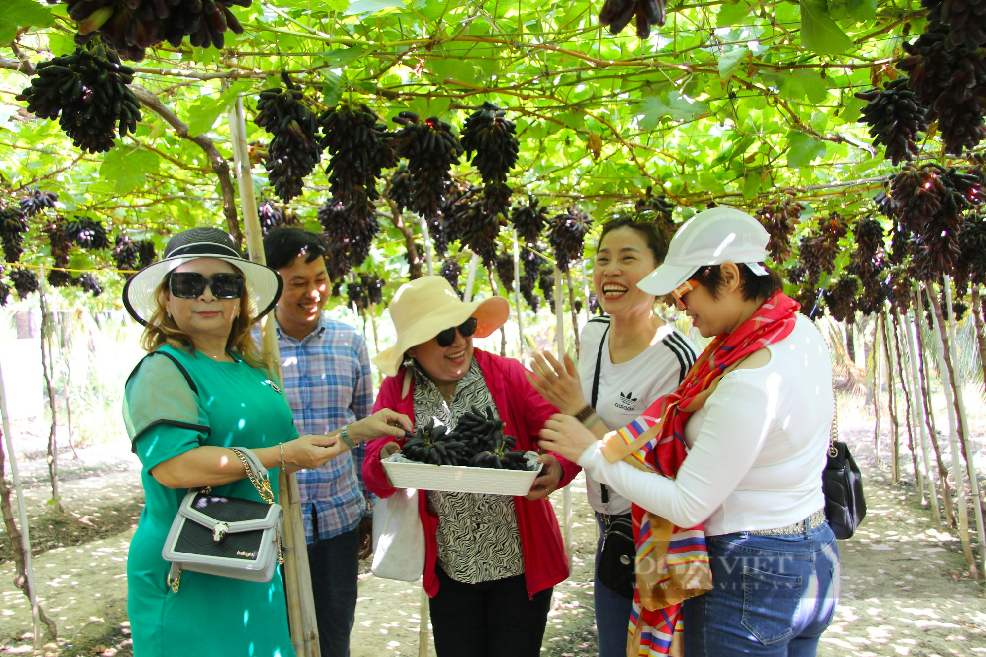 Vườn nho công nghệ cao đạt giải nhất cuộc thi “Giàn nho đẹp” tỉnh Ninh Thuận - Ảnh 3.