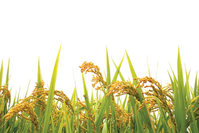 Nguồn ít, dư địa tăng giá gạo vẫn lớn, xuất khẩu gạo tiếp tục lập kỷ lục - Ảnh 2.