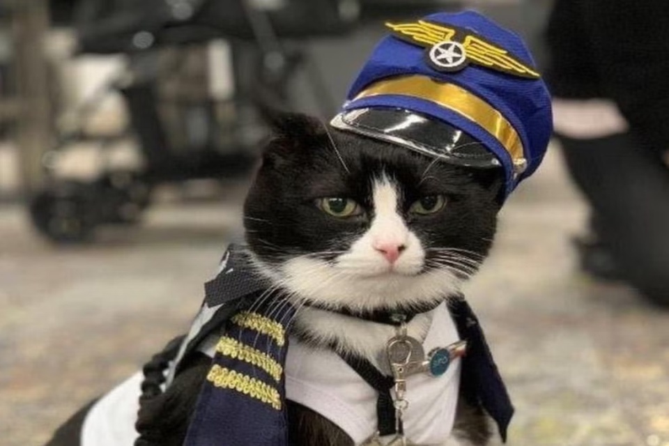 Sân bay thuê mèo làm nhân viên - Ảnh 1.