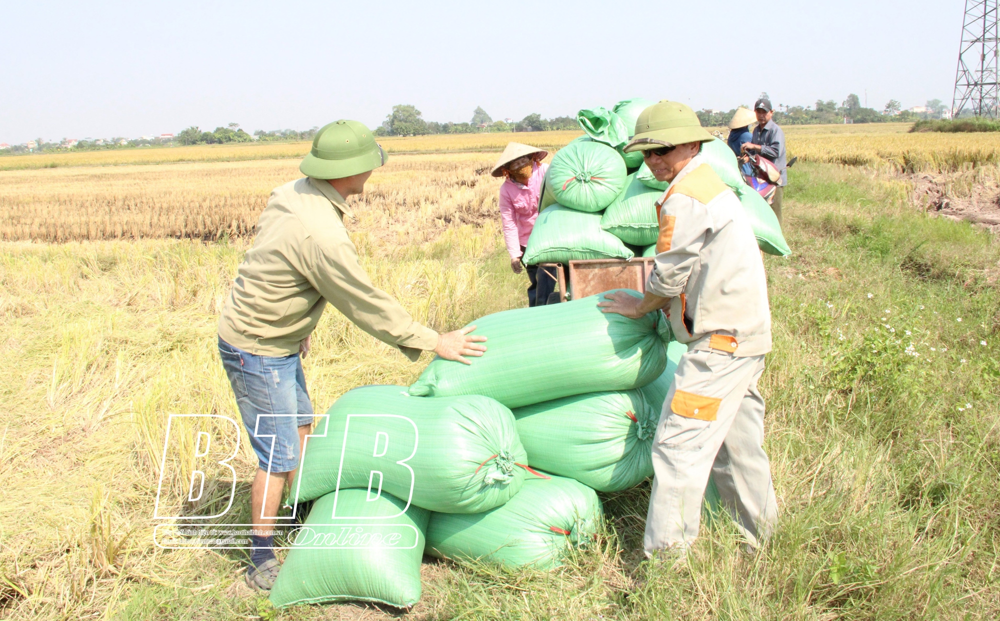 Ở một huyện của tỉnh Thái Bình có 400 hộ cấy từ 2 mẫu lúa, hộ nhiều lên đến 50 mẫu - Ảnh 1.