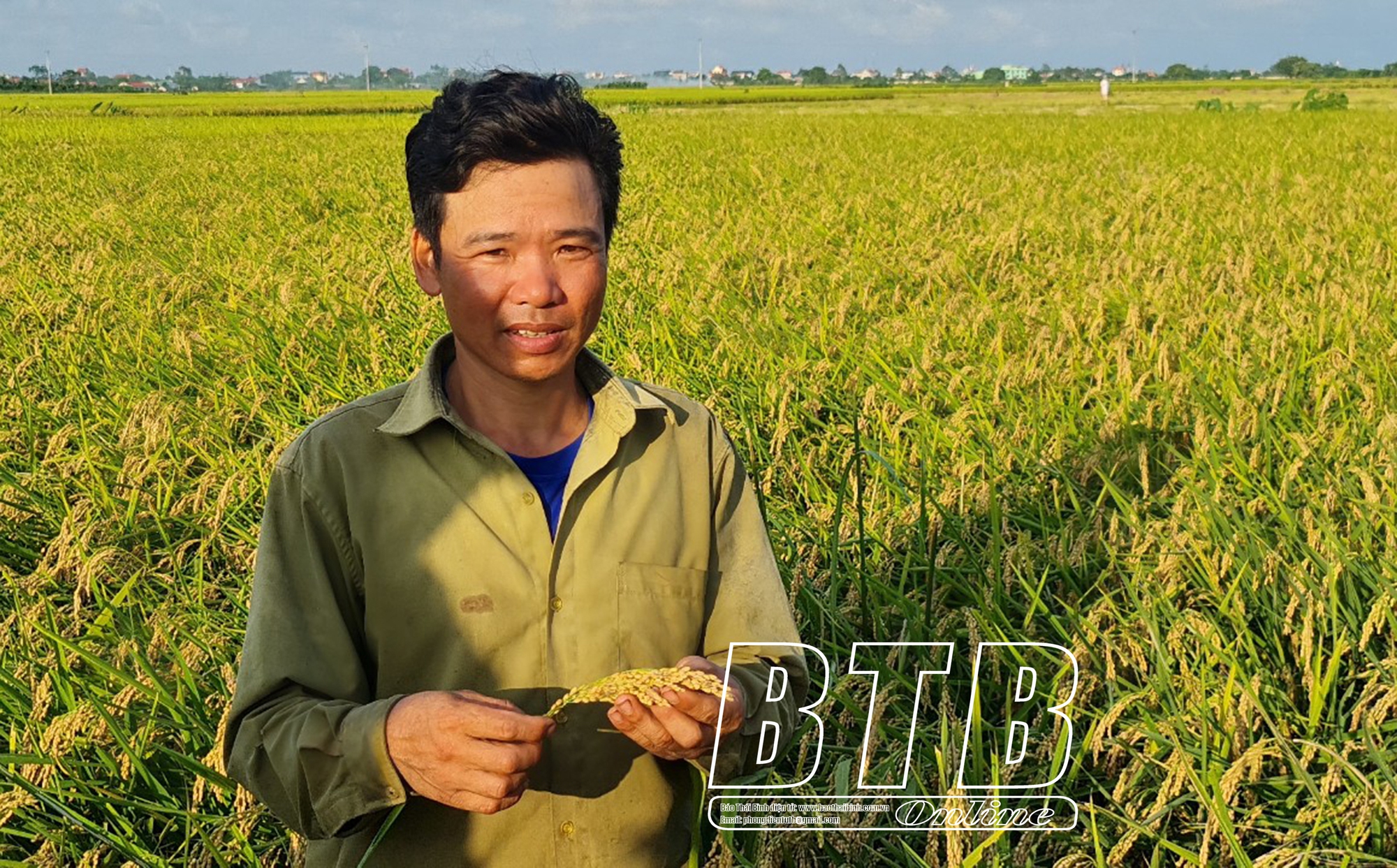 Ở một huyện của tỉnh Thái Bình có 400 hộ cấy từ 2 mẫu lúa, hộ nhiều lên đến 50 mẫu - Ảnh 2.