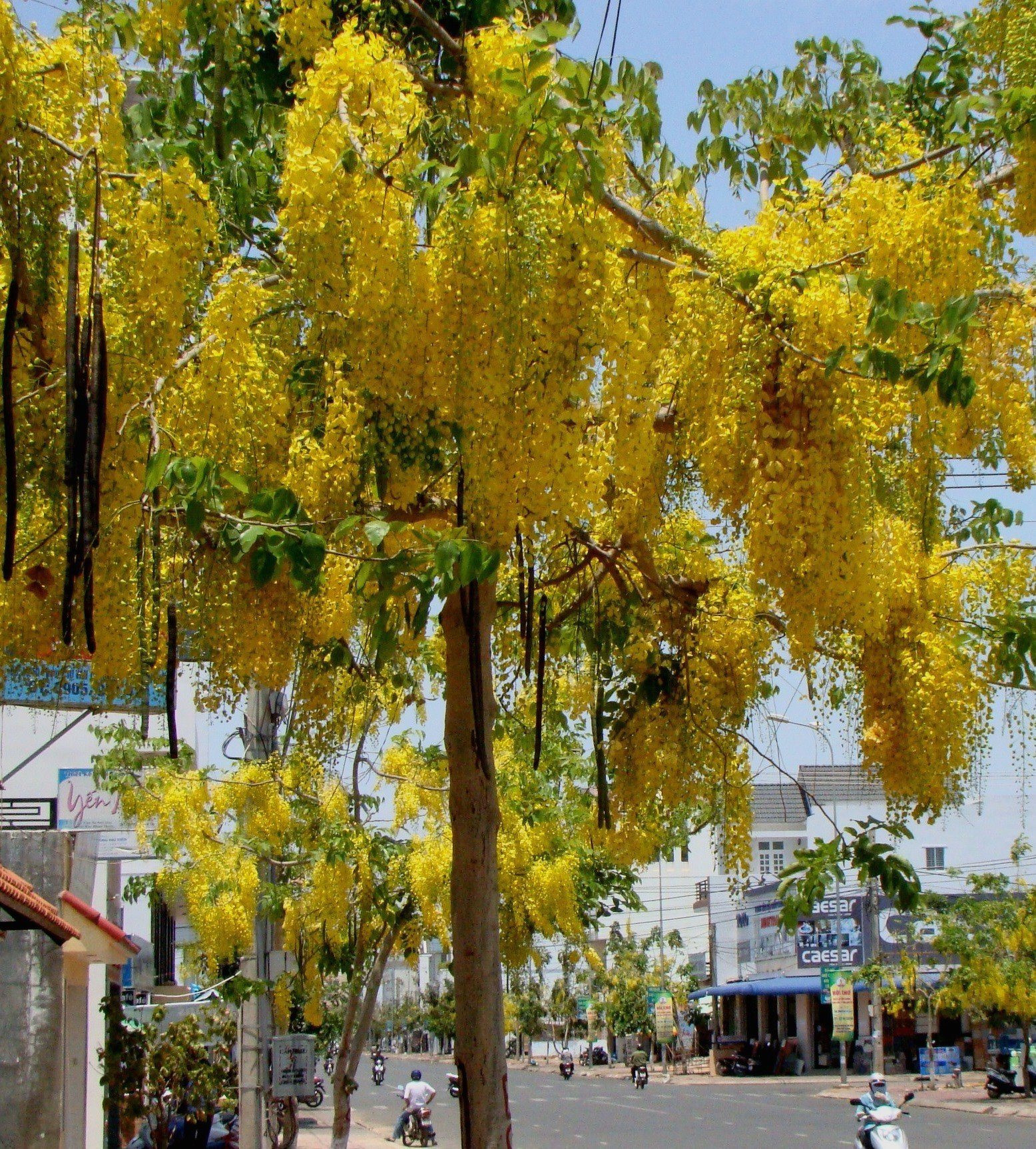 Ven đường phố ở Phan Thiết của Bình Thuận có một thứ cây tên lạ treo rủ hoa vàng, ai cũng ngắm nhìn đắm say - Ảnh 1.