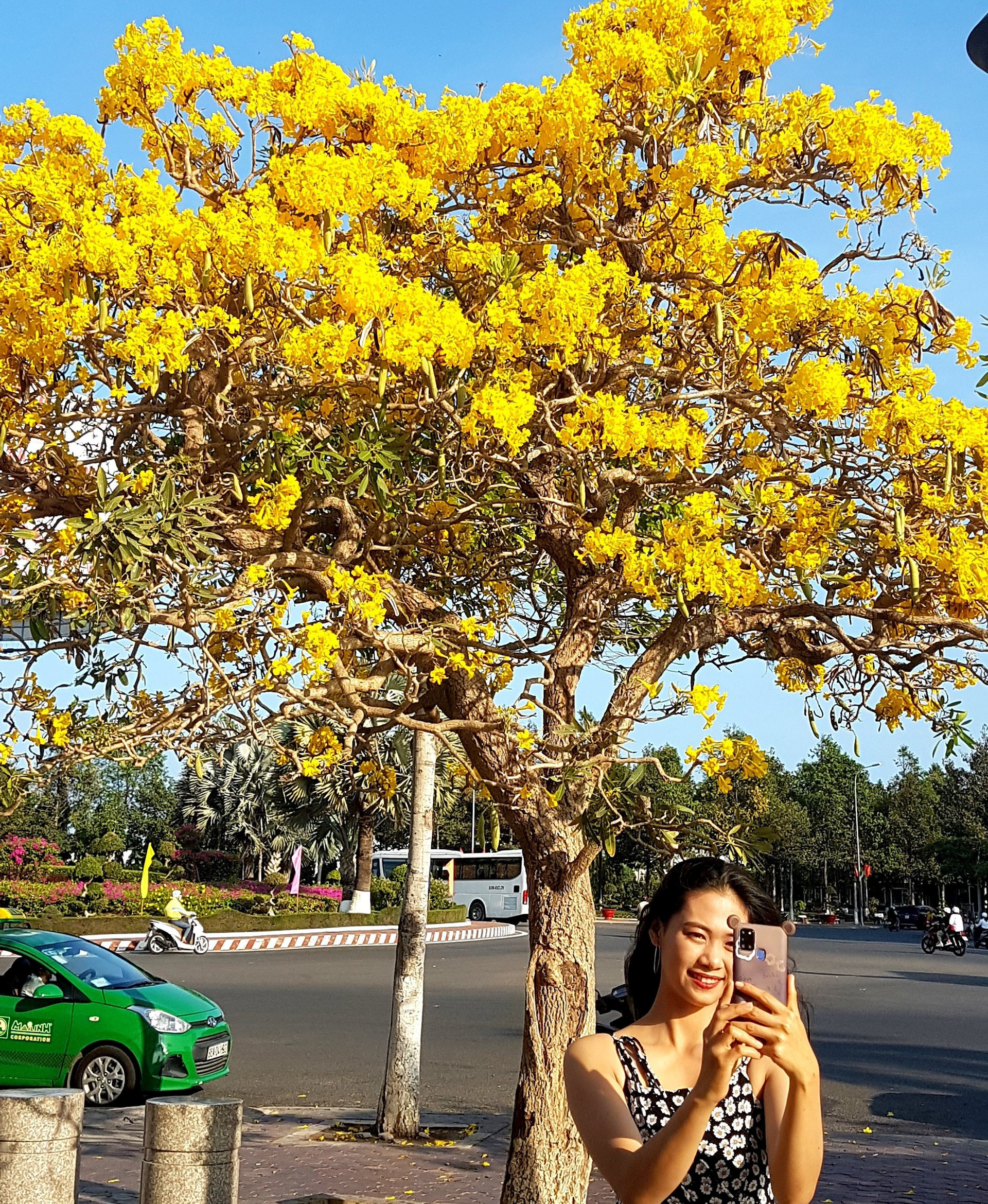 Ven đường phố ở Phan Thiết của Bình Thuận có một thứ cây tên lạ treo rủ hoa vàng, ai cũng ngắm nhìn đắm say - Ảnh 2.