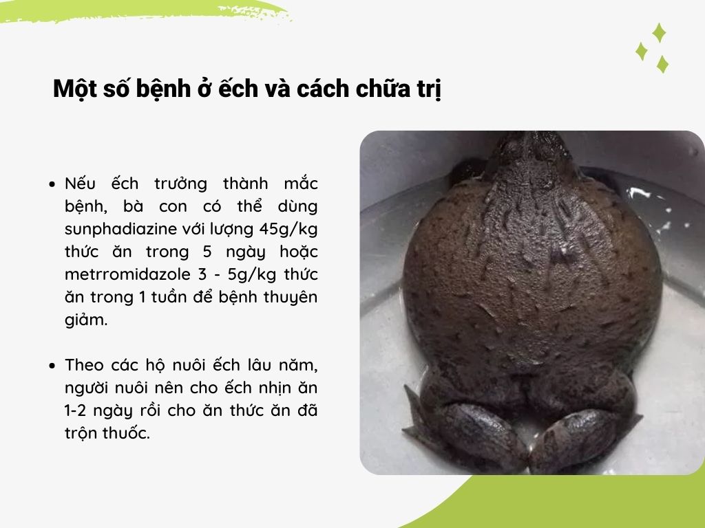 SỔ TAY NHÀ NÔNG: Một số bệnh ở ếch và cách chữa trị - Ảnh 2.