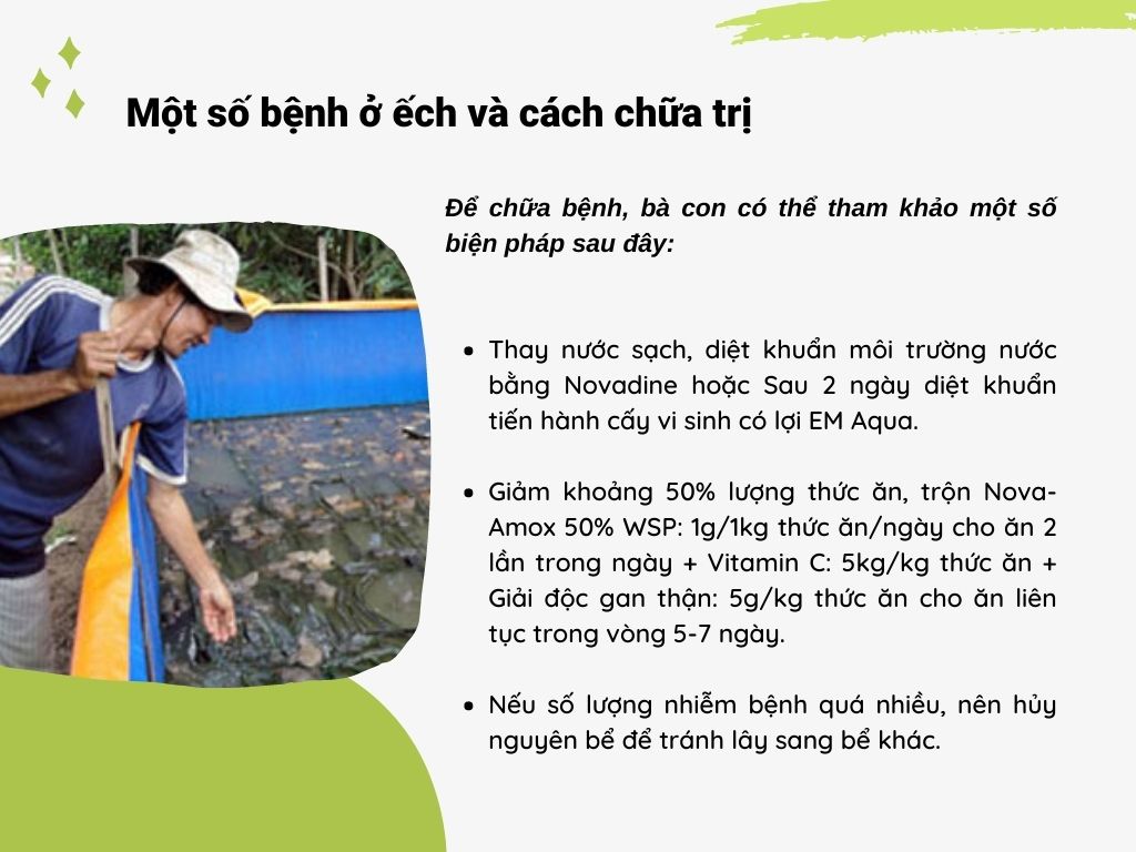 SỔ TAY NHÀ NÔNG: Một số bệnh ở ếch và cách chữa trị - Ảnh 3.