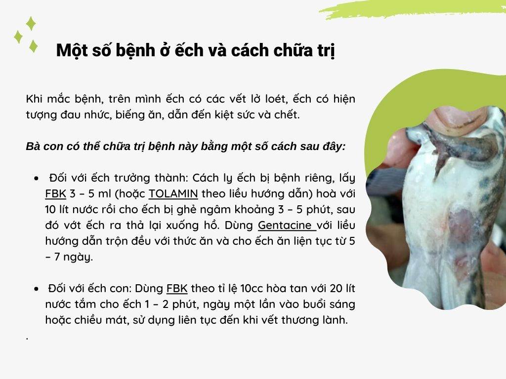 SỔ TAY NHÀ NÔNG: Một số bệnh ở ếch và cách chữa trị - Ảnh 4.