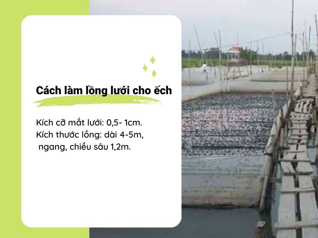 SỔ TAY NHÀ NÔNG: Phương pháp làm chuồng nuôi ếch hiệu quả, tiết kiệm - Ảnh 2.