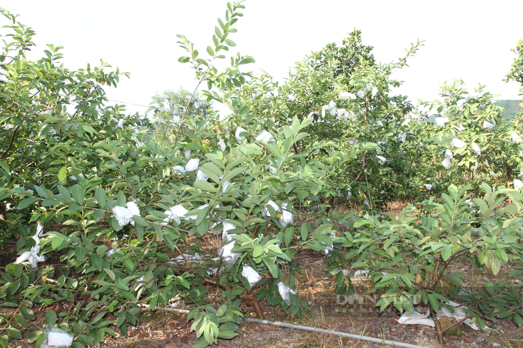 Một xã ở Thái Nguyên trồng loại ổi lê Đài Loan ngọt như đường, nhiều hộ có thu nhập khá - Ảnh 3.