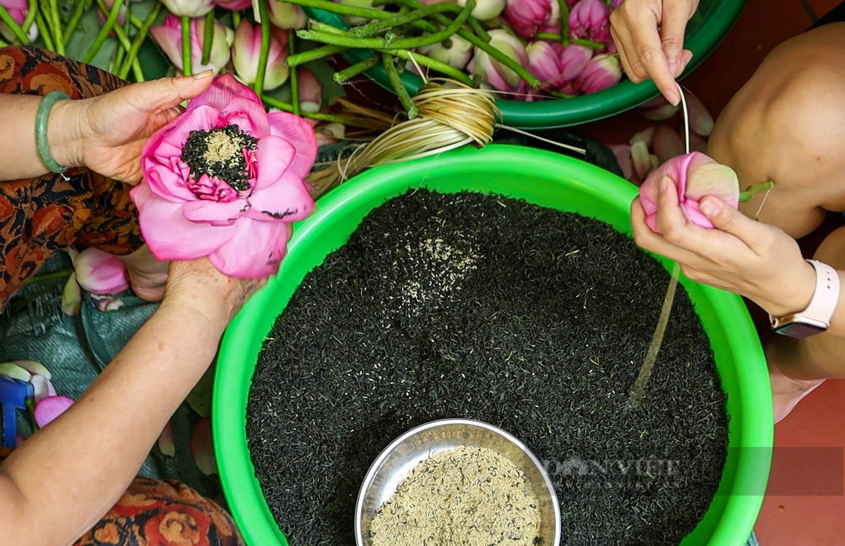 Khám phá quy trình ướp trà sen đệ nhất Hà Thành có giá chục triệu đồng/kg - Ảnh 7.