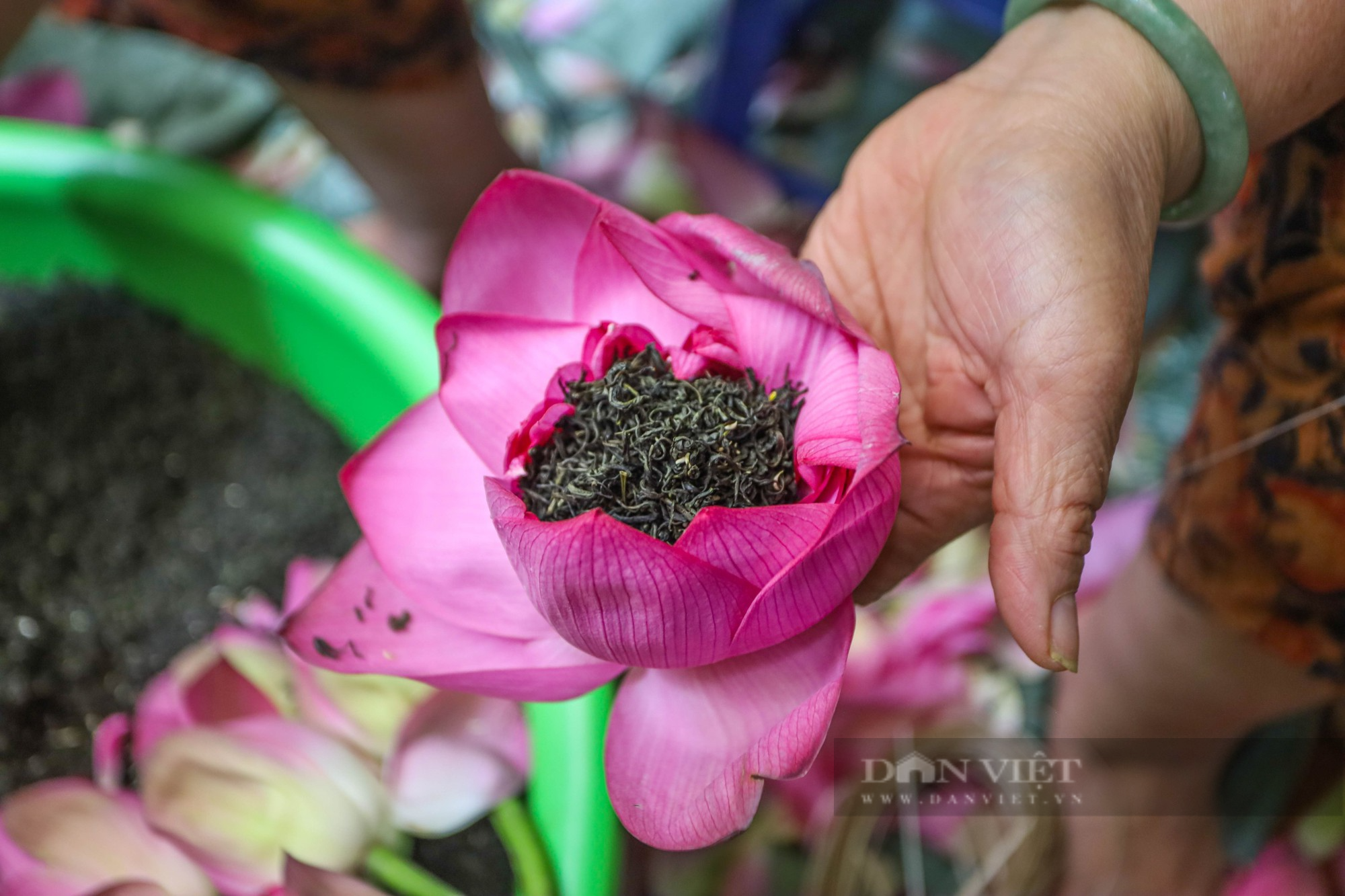 Khám phá quy trình ướp trà sen đệ nhất Hà Thành có giá chục triệu đồng/kg - Ảnh 9.