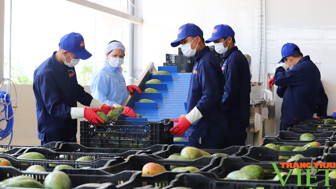 Sơn La: Nâng cao chất lượng sản phẩm nông nghiệp - Ảnh 5.