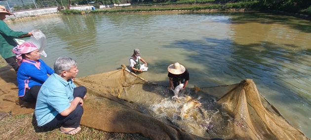 Nữ tỷ phú dân tộc Giáy ở Lào Cai phất lên nhờ nghề nuôi cá giống, nhiều người tới xem - Ảnh 2.