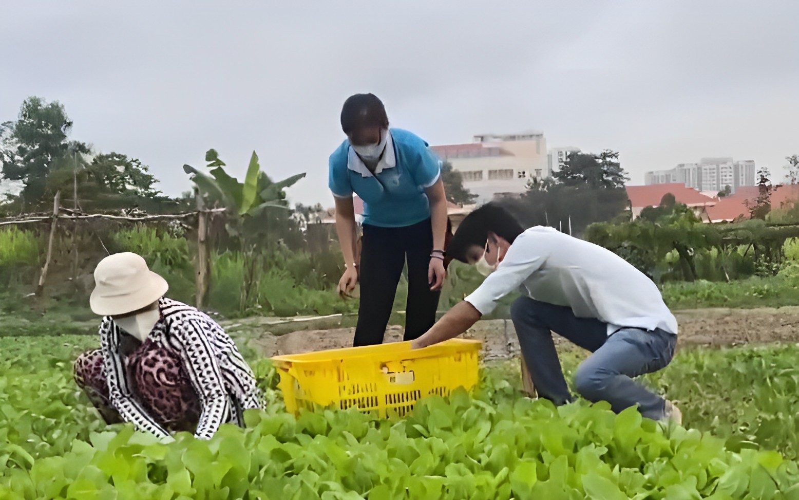 Cải tạo bãi rác thành vườn rau sạch cung cấp cho các bếp ăn thiện nguyện 