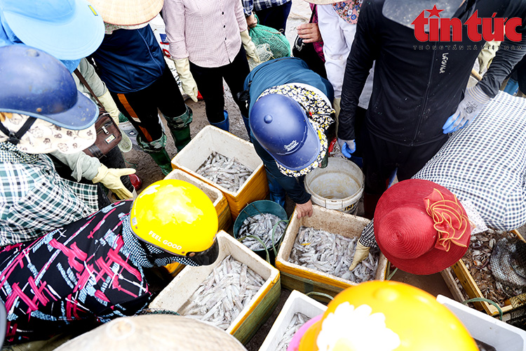 La liệt mực, tôm, cá, bề bề, ghẹ,... tươi ngon nhảy tanh tách ở chợ cá Giao Hải, Nam Định - Ảnh 8.