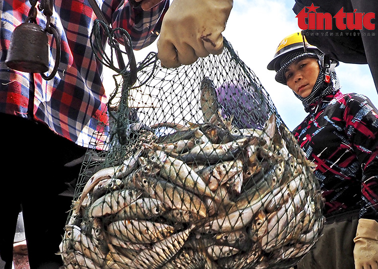 La liệt mực, tôm, cá, bề bề, ghẹ,... tươi ngon nhảy tanh tách ở chợ cá Giao Hải, Nam Định - Ảnh 12.
