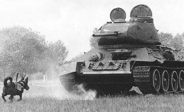 &quot;Bom 4 chân&quot; biết chạy: Vũ khí đáng gờm Liên Xô dùng để diệt xe tăng Đức - Ảnh 2.