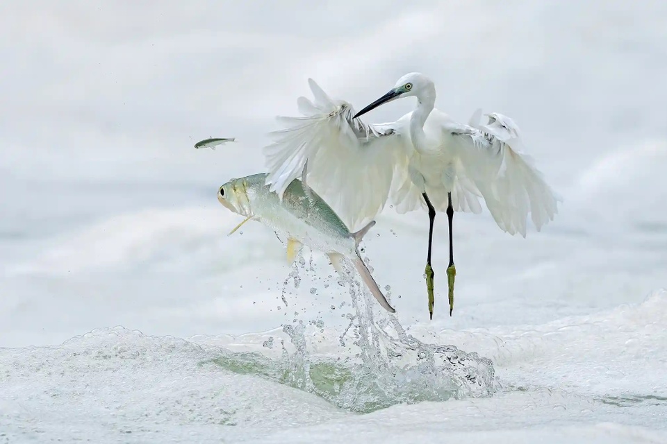 Bức ảnh tinh tinh tinh quấn người thắng giải nhiếp ảnh hoang dã đẹp nhất năm - Ảnh 8.