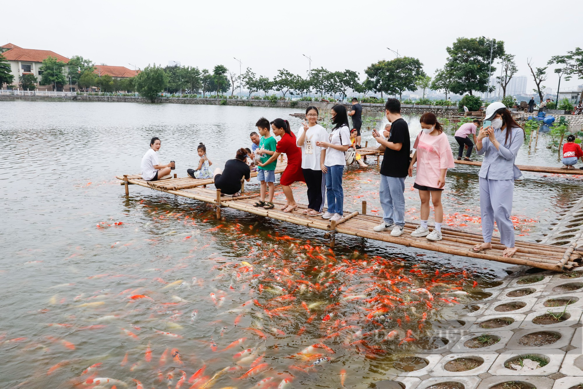 Thả hàng nghìn con cá Koi xuống đầm sen hồ Tây - Ảnh 1.