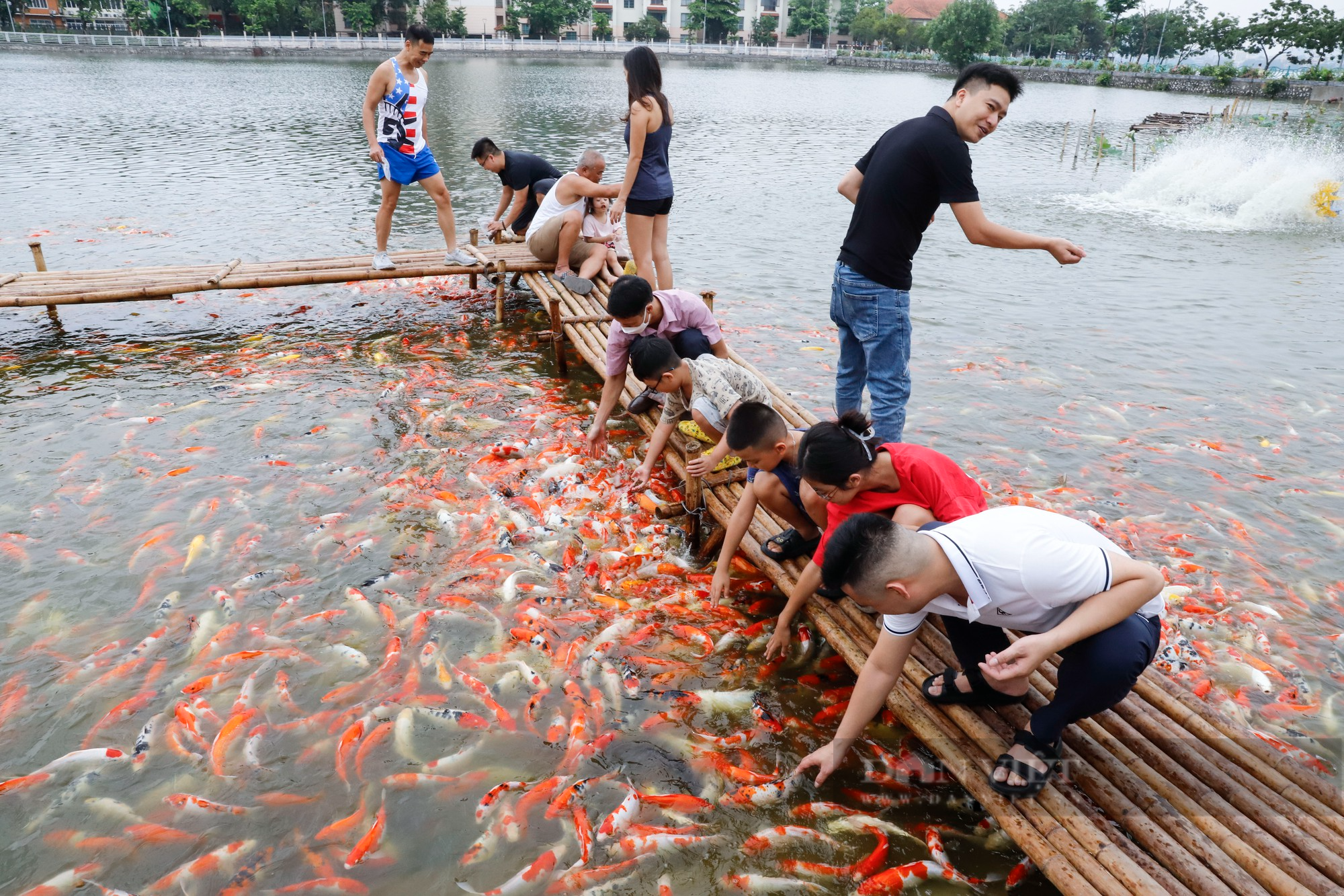 Thả hàng nghìn con cá Koi xuống đầm sen hồ Tây - Ảnh 2.