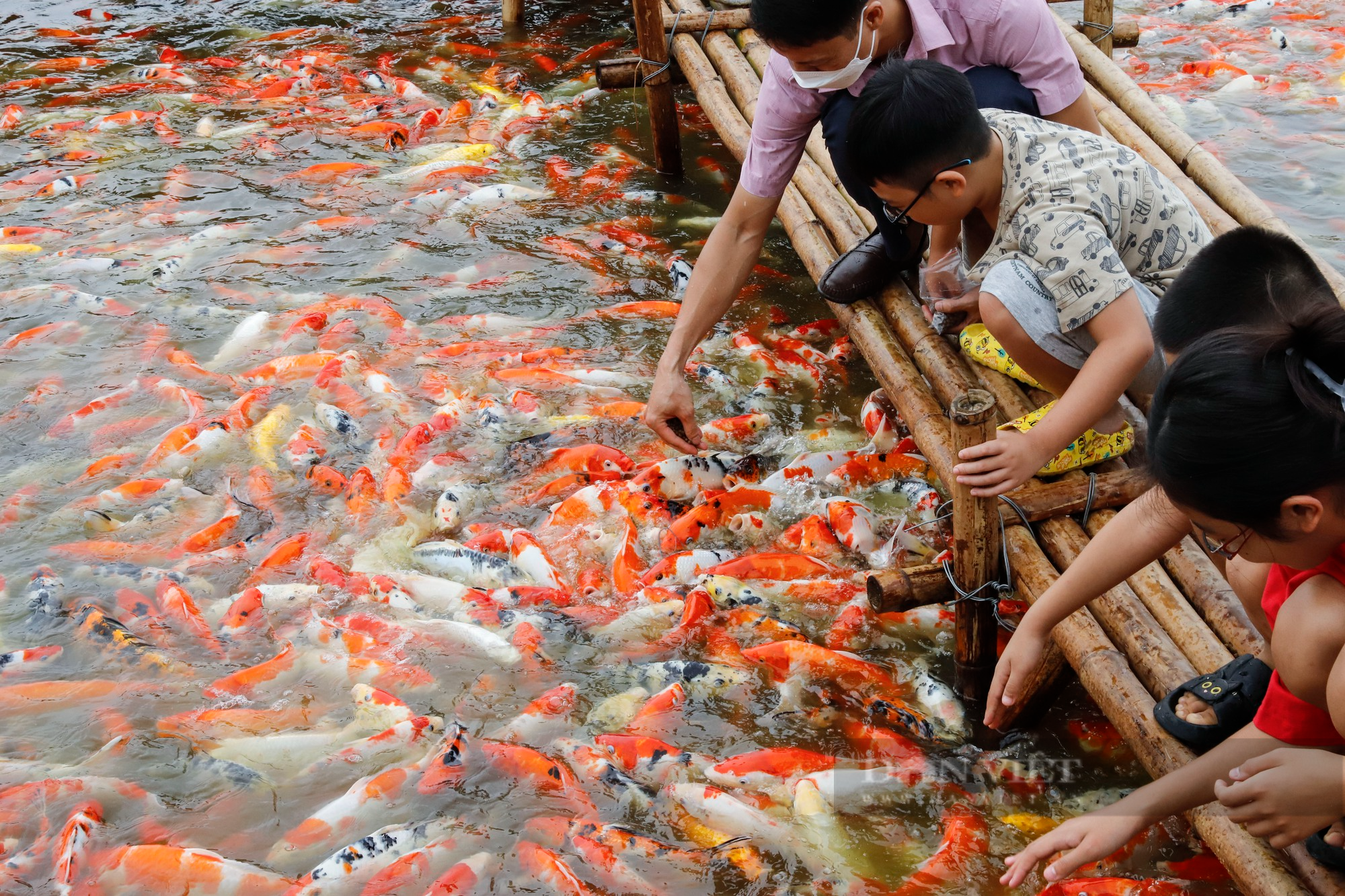 Thả hàng nghìn con cá Koi xuống đầm sen hồ Tây - Ảnh 3.