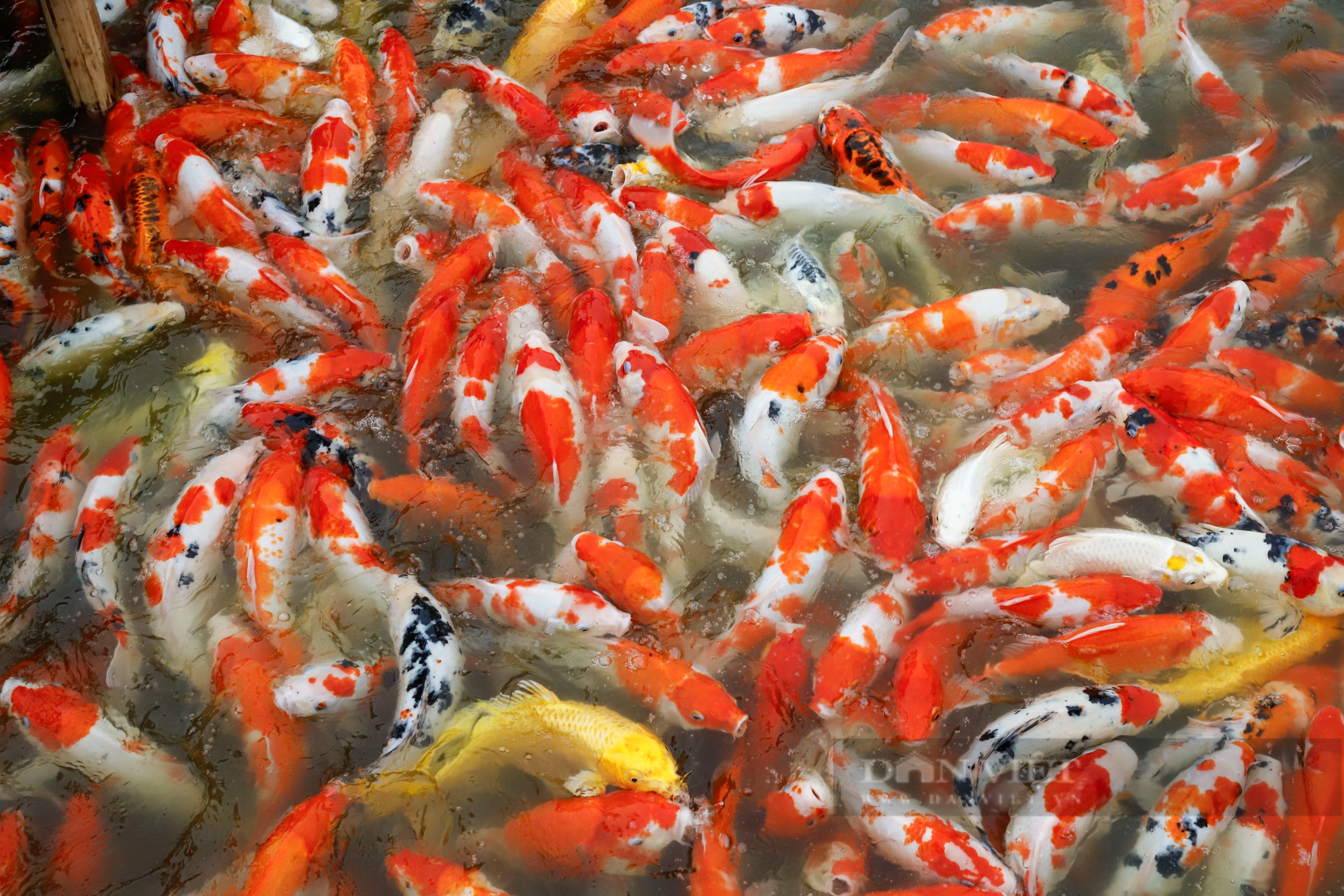 Thả hàng nghìn con cá Koi xuống đầm sen hồ Tây - Ảnh 4.