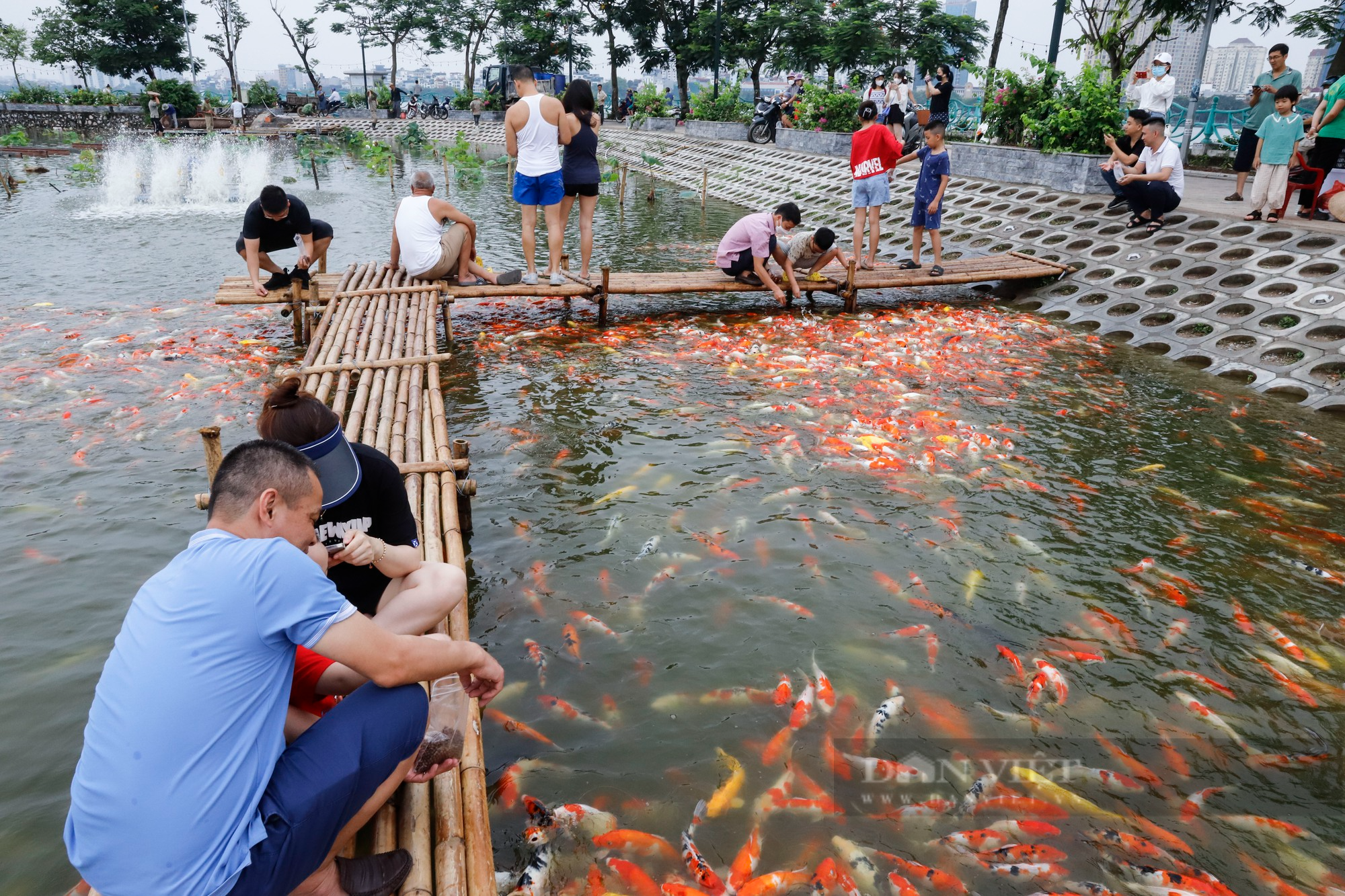 Thả hàng nghìn con cá Koi xuống đầm sen hồ Tây - Ảnh 5.