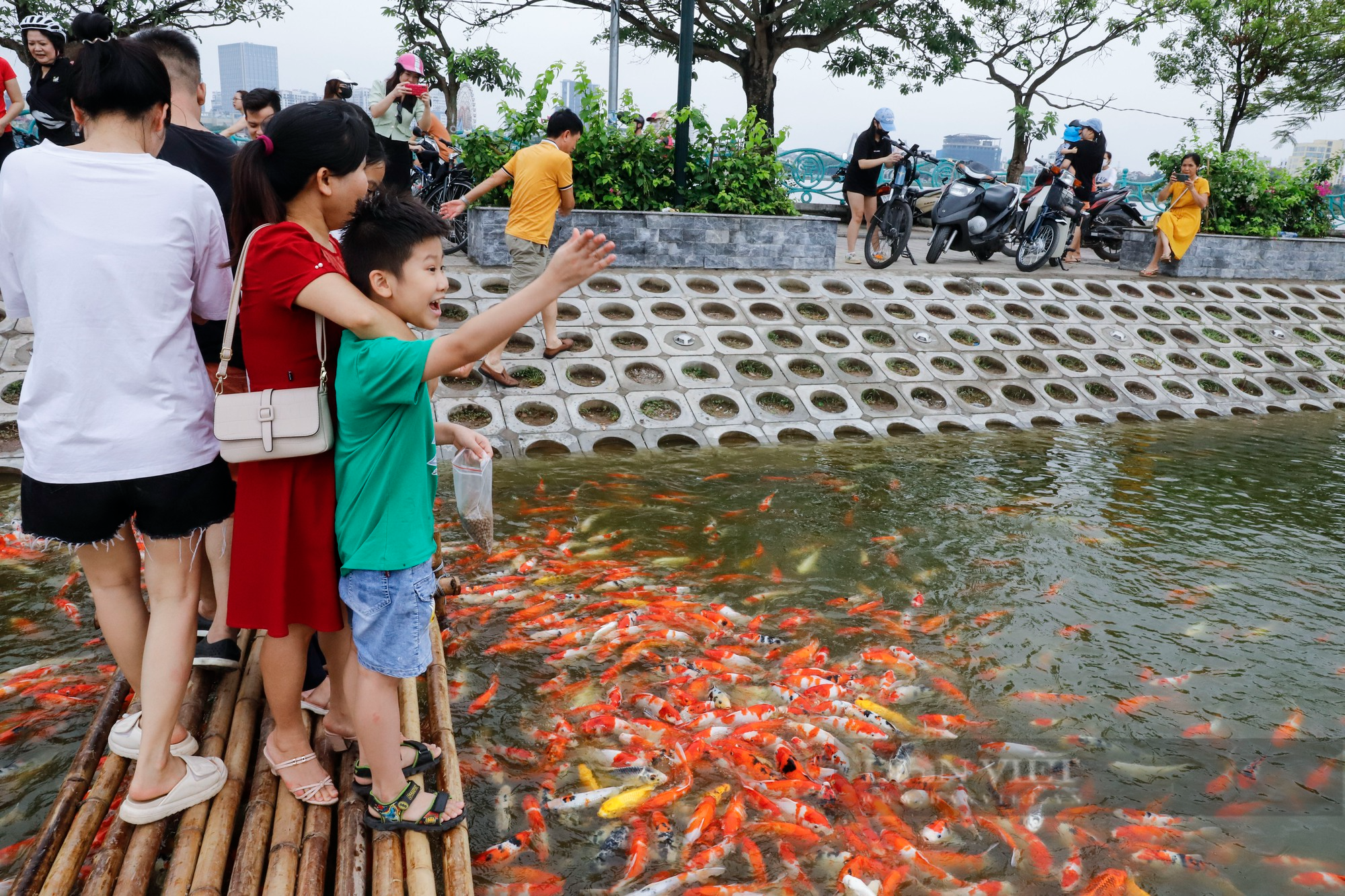 Thả hàng nghìn con cá Koi xuống đầm sen hồ Tây - Ảnh 6.