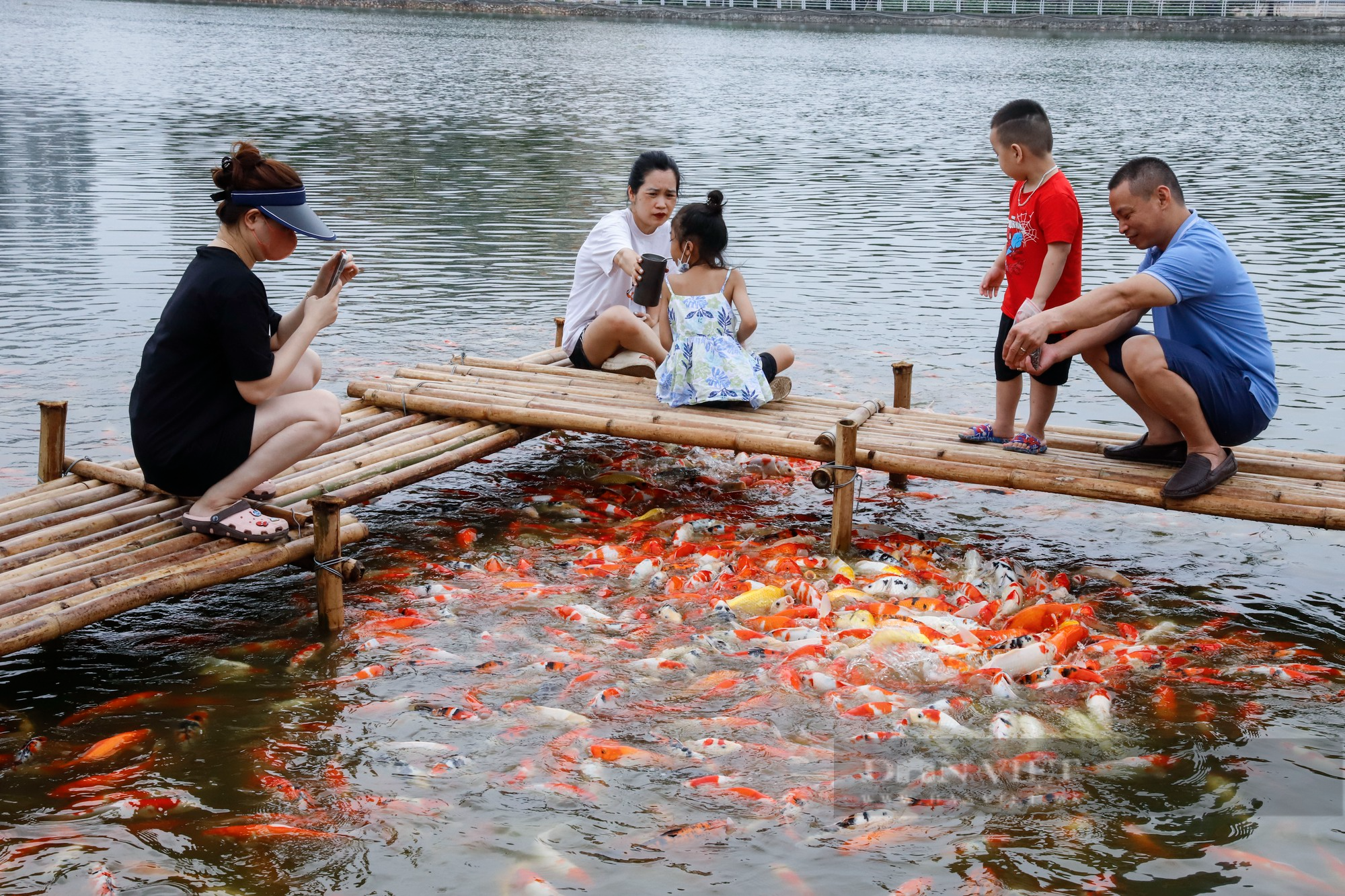 Thả hàng nghìn con cá Koi xuống đầm sen hồ Tây - Ảnh 7.