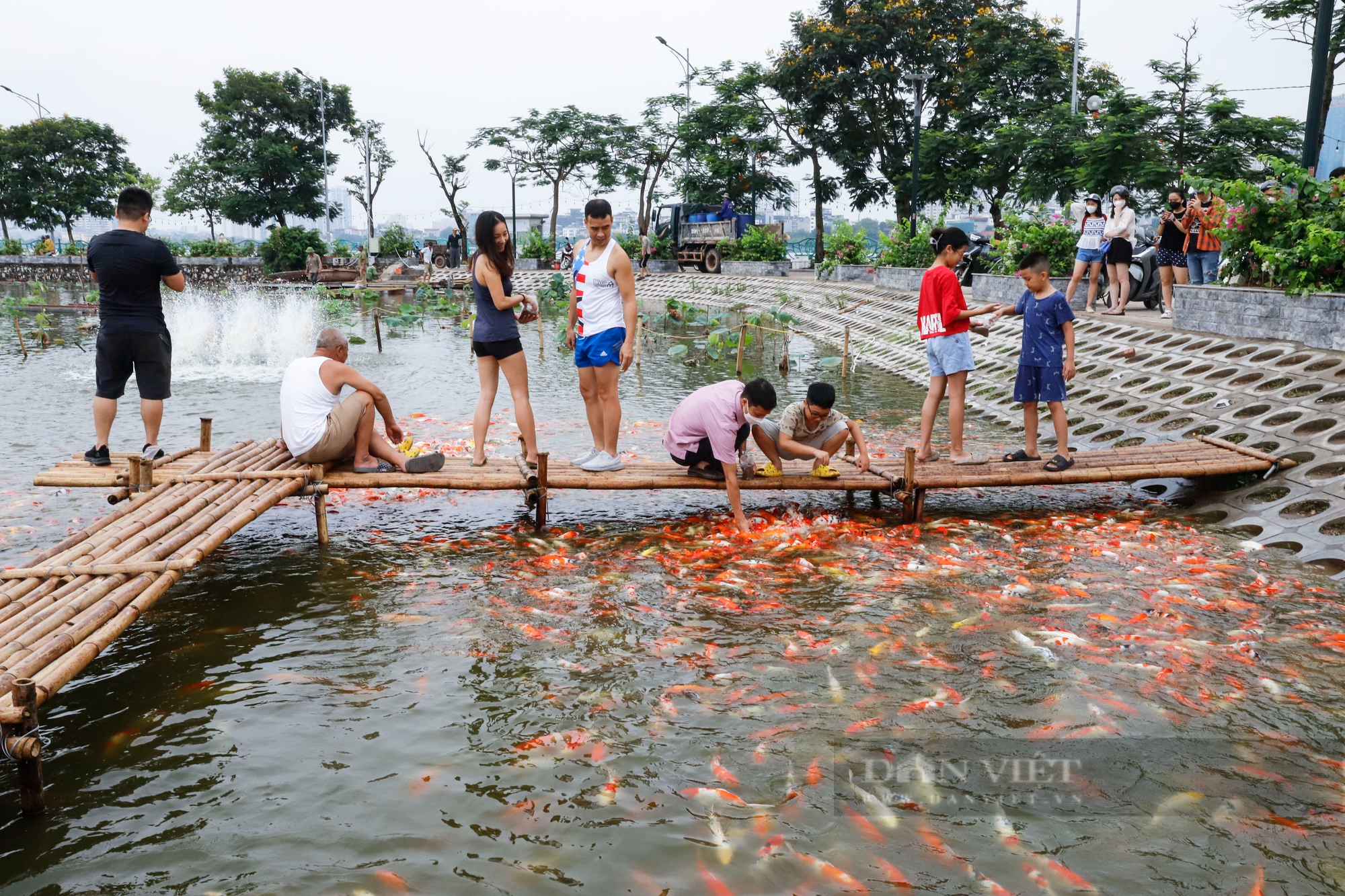 Thả hàng nghìn con cá Koi xuống đầm sen hồ Tây - Ảnh 9.