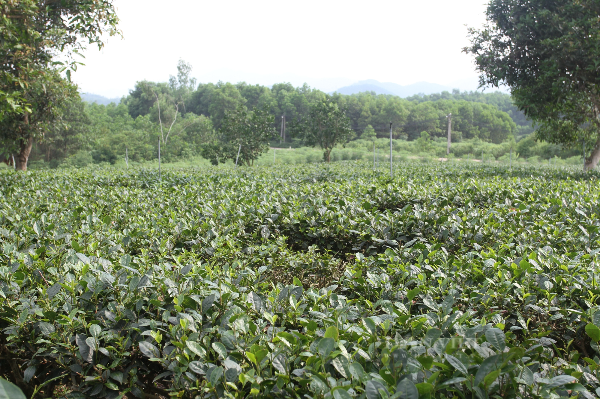 Rời thủ đô lên Thái Nguyên tìm mua đất làm xưởng gỗ, ông nông dân bất ngờ chuyển sang làm chè sạch  - Ảnh 4.