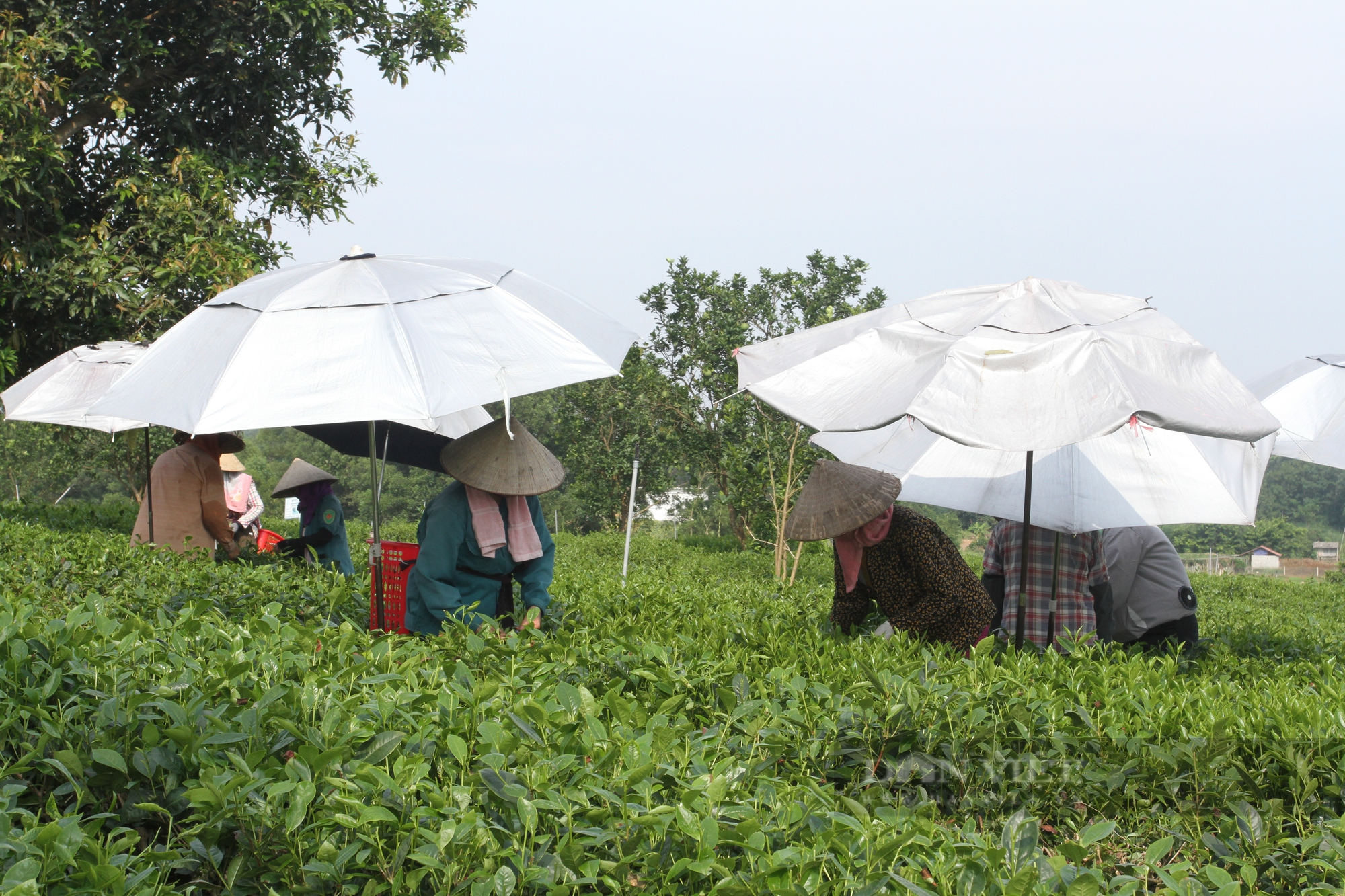 Rời thủ đô lên Thái Nguyên tìm mua đất làm xưởng gỗ, ông nông dân bất ngờ chuyển sang làm chè sạch  - Ảnh 5.