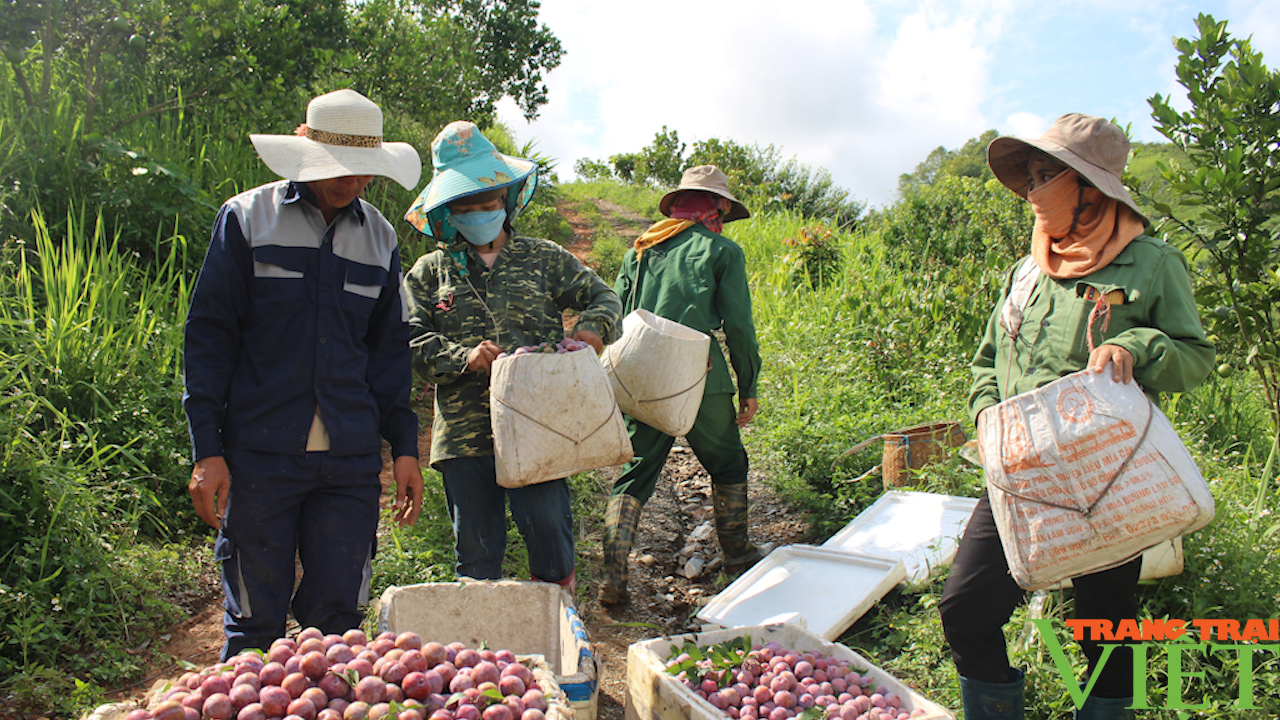 Phiêng Khoài: Trồng mận hậu, lão nông biên giới đổi đời - Ảnh 4.