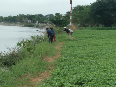 Cán bộ, hội viên, nông dân phường Tứ Hạ ở Thị xã Hương Trà cùng diệt phá cây mai dương dọc sông Bồ - Ảnh 2.