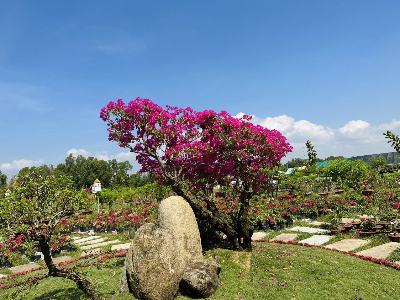 Trà Sư - cảnh sắc thiên nhiên muôn màu - Ảnh 5.