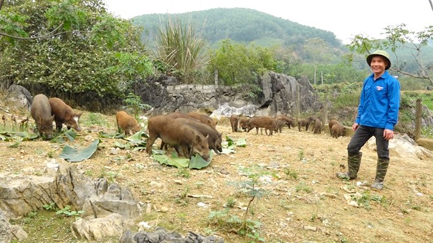 Nuôi la liệt lợn rừng lai nhai lá chuối rau ráu, một anh nông dân đất Yên Lập ở Phú Thọ kiếm bộn tiền - Ảnh 1.