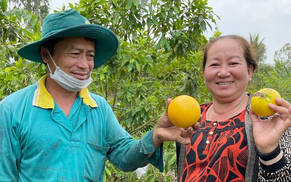 Trồng thứ cây ra trái chín trông như cục vàng, một nông dân An Giang cứ hái là bán hết sạch