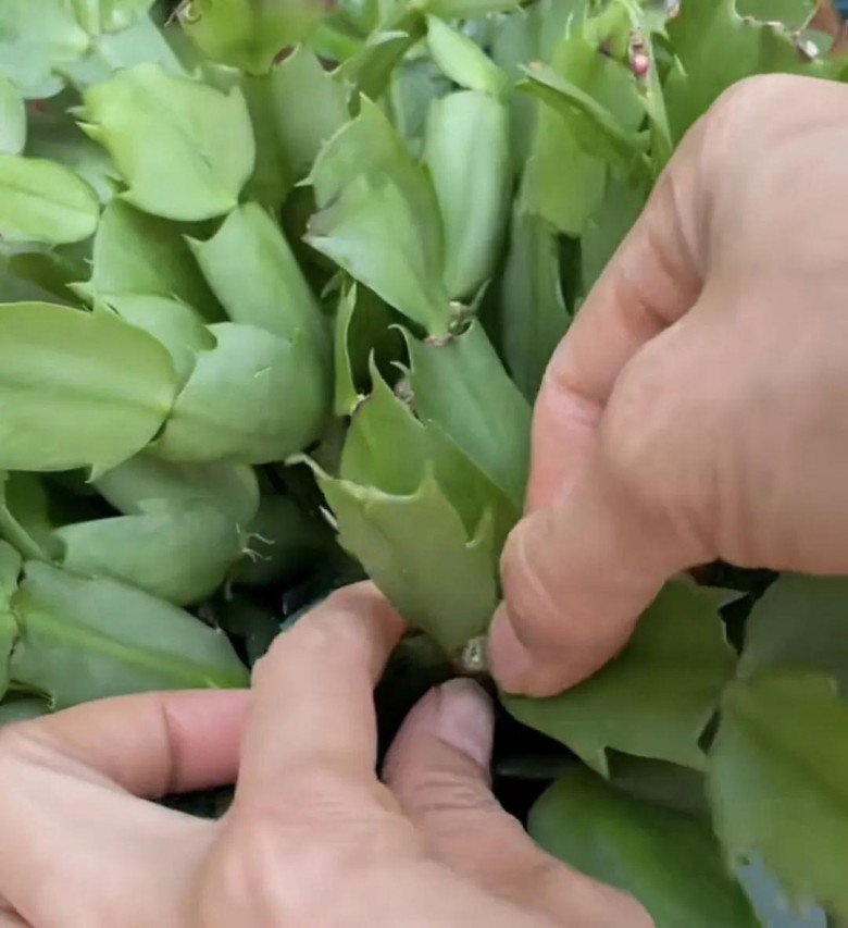 Những cây này chẳng cần tốn tiền mua, ngắt 1 cành bỏ vào giấy vệ sinh “đắp chiếu” là sẽ bén rễ - Ảnh 2.