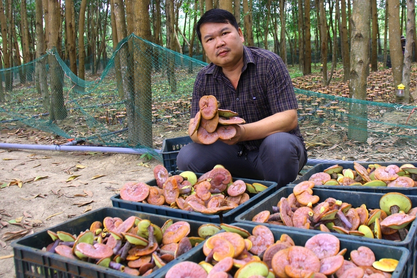 Vô khu rừng ở Gia Lai bất ngờ thấy một thứ &quot;cây&quot; mọc la liệt, đều tăm tắp, hóa ra nhổ lên bán rõ đắt - Ảnh 1.