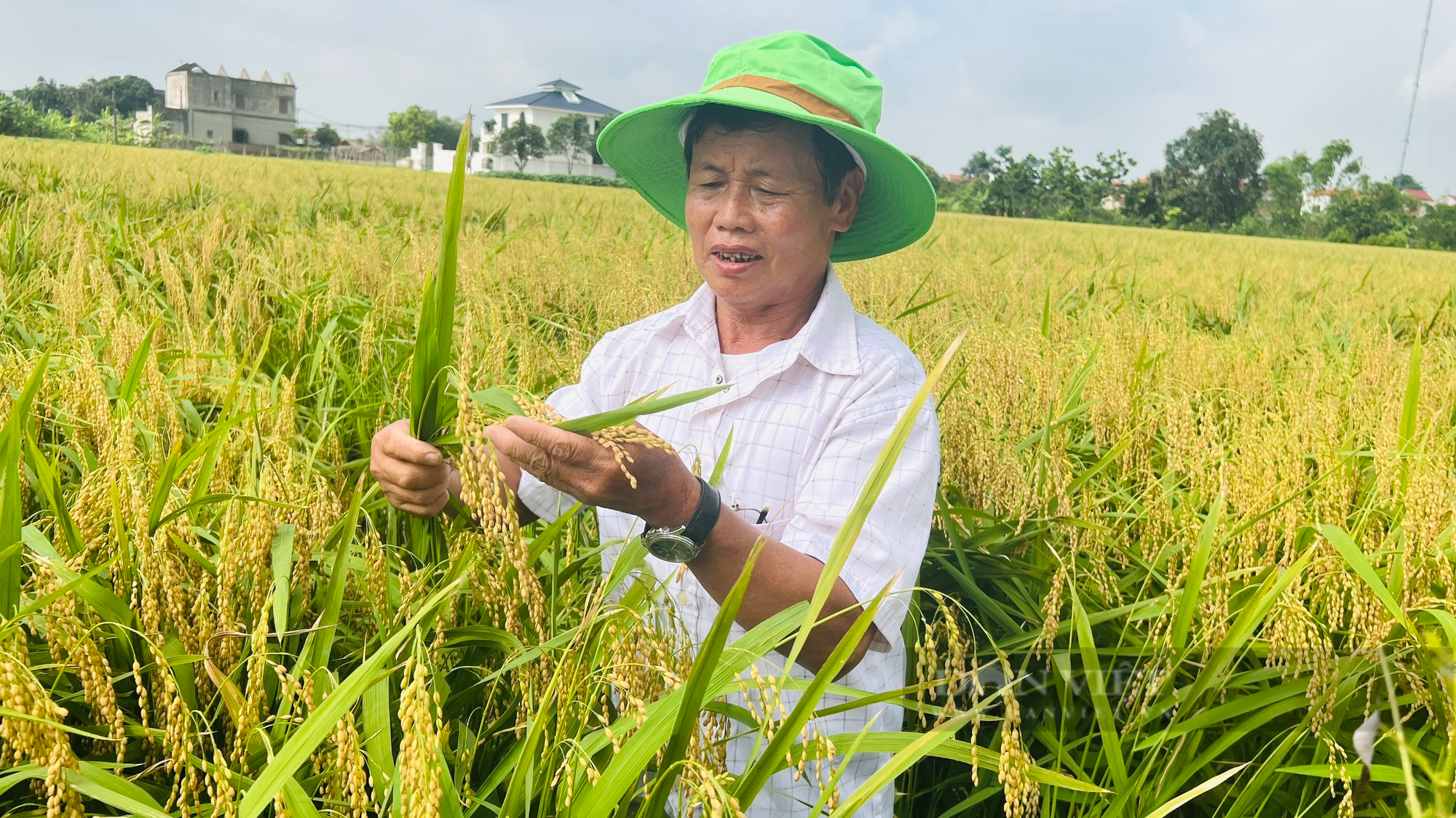 Vì sao giống lúa nếp A Sào lại được nông dân Kinh Bắc đề nghị mở rộng diện tích? - Ảnh 1.