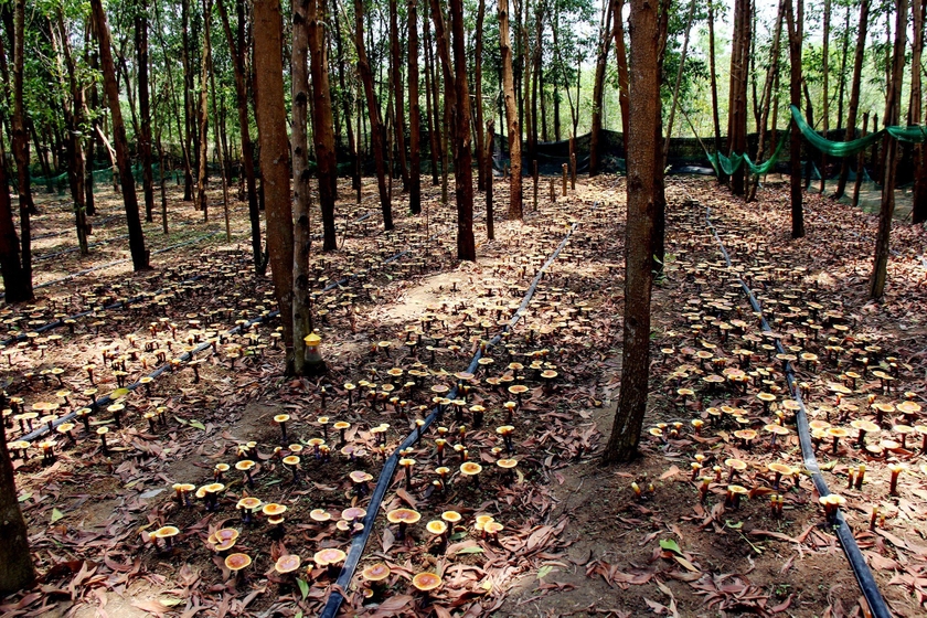Vô khu rừng ở Gia Lai bất ngờ thấy một thứ &quot;cây&quot; mọc la liệt, đều tăm tắp, hóa ra nhổ lên bán rõ đắt - Ảnh 2.