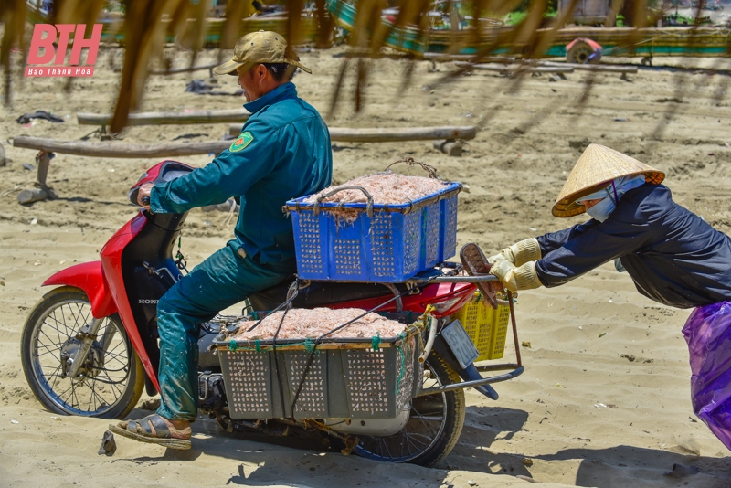 Mới đầu mùa nhưng ruốc đã có nhiều, ngư dân Thanh Hóa vươn để kiếm lộc, phấn khởi ra mặt - Ảnh 7.