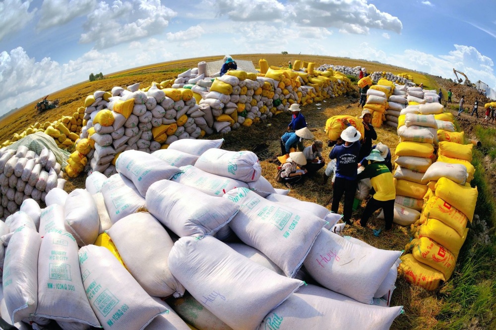 Giá gạo xuất khẩu Việt Nam cao nhất thế giới - Ảnh 1.