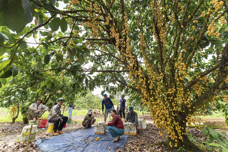 Vườn ở một nơi của Đồng Nai thấy cây treo vô số quả vàng,  khách vào ra tấp nập, trồng dễ như ăn kẹo - Ảnh 1.