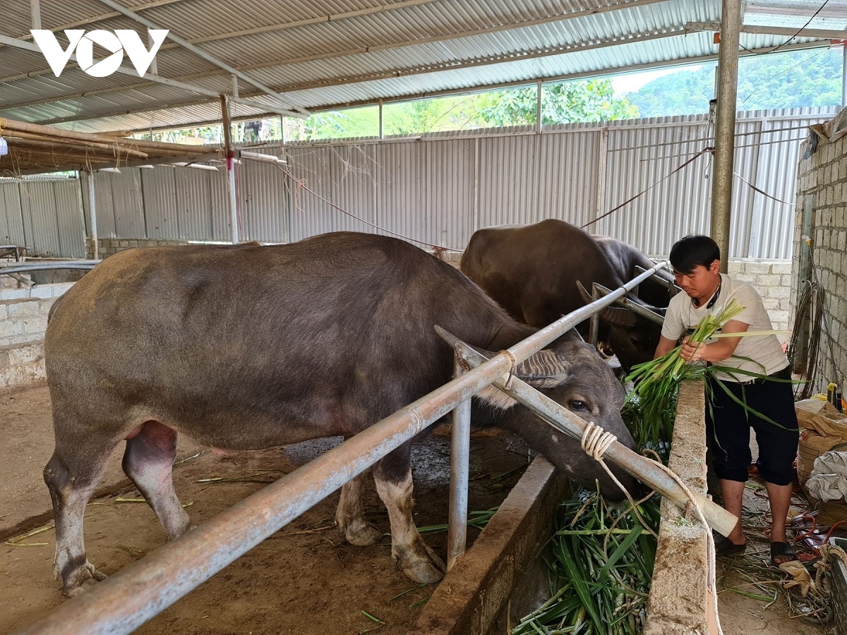 Bắc Kạn: Dựng &quot;nhà nghỉ&quot; cho gia súc, chủ nhà chỉ cần đếm con tính tiền, lúc nào cũng kín chỗ - Ảnh 3.