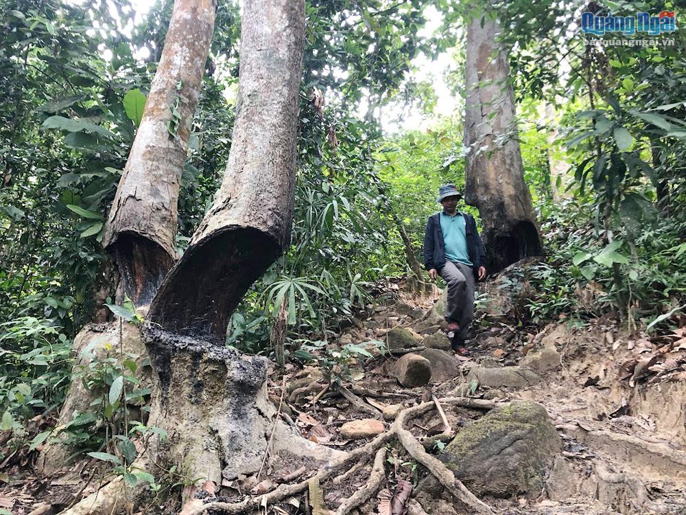 Khu rừng nổi tiếng ở Quảng Ngãi mọc một thứ cây dầu, gốc bị lõm sâu vẫn rỉ ra loại sản vật quý giá - Ảnh 1.