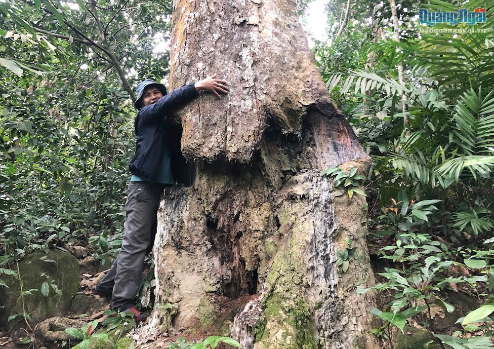 Khu rừng nổi tiếng ở Quảng Ngãi mọc một thứ cây dầu, gốc bị lõm sâu vẫn rỉ ra loại sản vật quý giá - Ảnh 2.