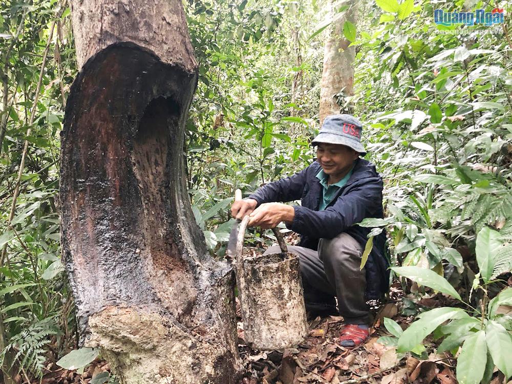 Khu rừng nổi tiếng ở Quảng Ngãi mọc một thứ cây dầu, gốc bị lõm sâu vẫn rỉ ra loại sản vật quý giá - Ảnh 3.