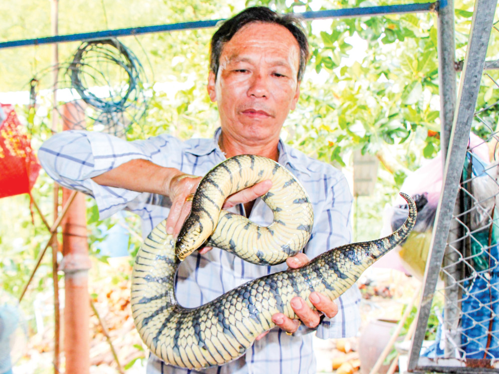 Tiền Giang: Bắt được 3 con rắn đem về nuôi chơi, không ngờ giờ có cả đàn, &quot;đẻ&quot; ra trăm triệu mỗi năm - Ảnh 1.