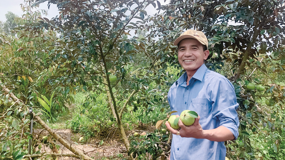 Một vùng đất sình, trũng ngày xưa giờ mọc lên vườn cây ăn trái nhiều tầng, toàn cây đặc sản có giá - Ảnh 1.