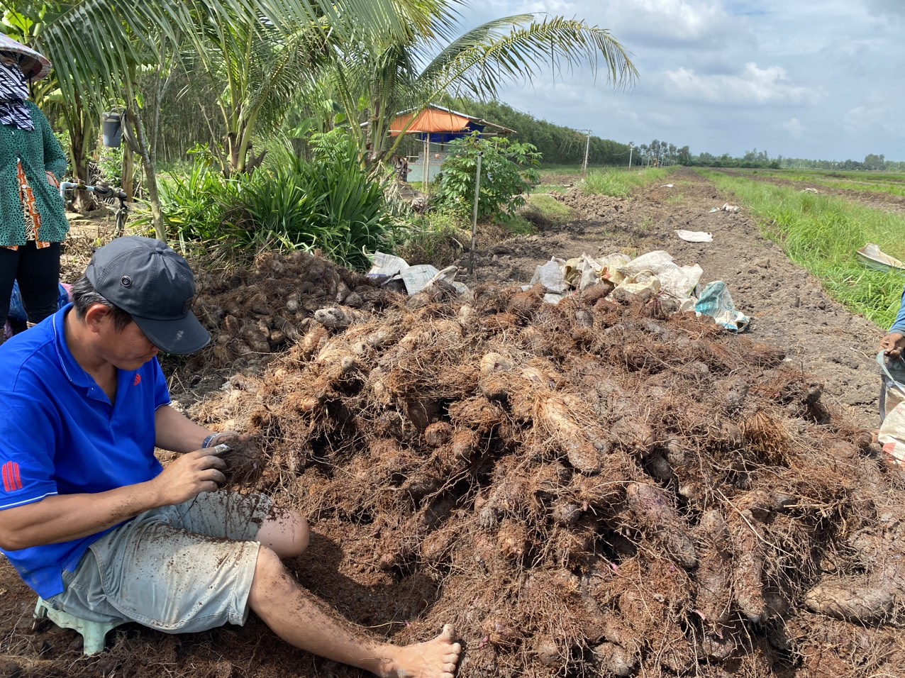 Đào thứ củ ăn tốt cho xương khớp, trúng mùa toàn củ to, nông dân nơi này ở Long An hơi buồn vì điều này - Ảnh 1.